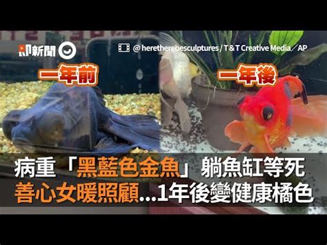 黑牡丹金魚壽命|黑牡丹金魚養護指南